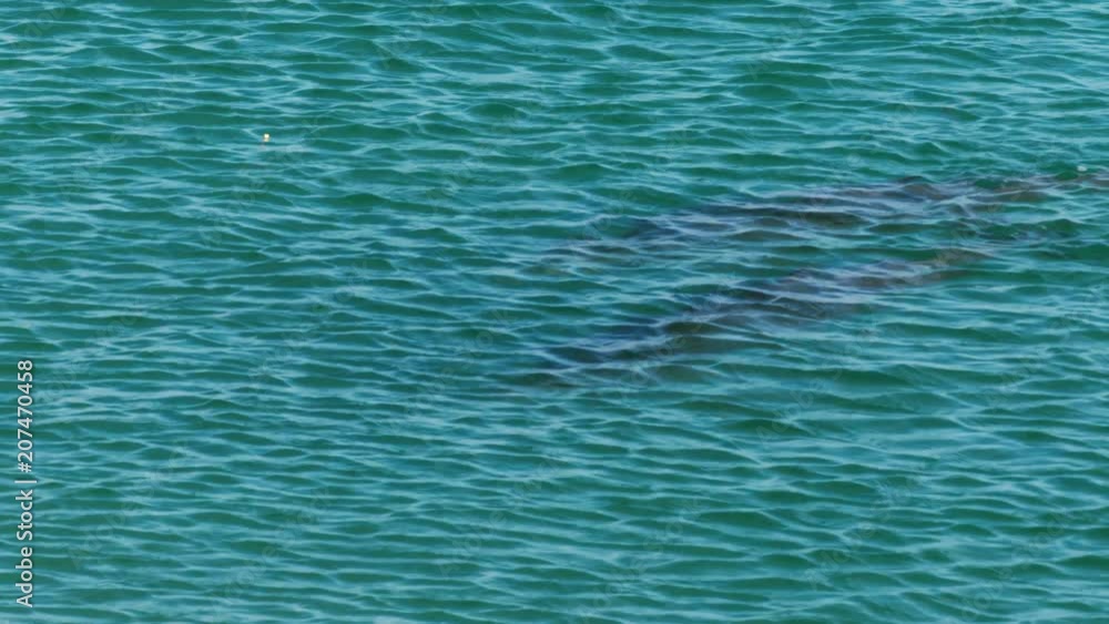 A medium shot of two dolphins in the ocean in slow motion. Camera tracks the movement of the dolphin A medium shot of two dolphins in the ocean in slow motion. Camera tracks the movement of the dolphin