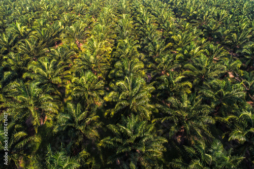 Agricultural industry oil palm tree platation