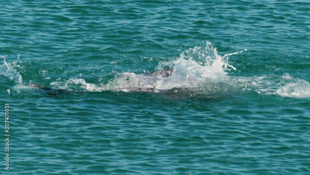 A medium shot of two dolphins in the ocean in slow motion. Camera tracks the movement of the dolphin A medium shot of two dolphins in the ocean in slow motion. Camera tracks the movement of the dolphin