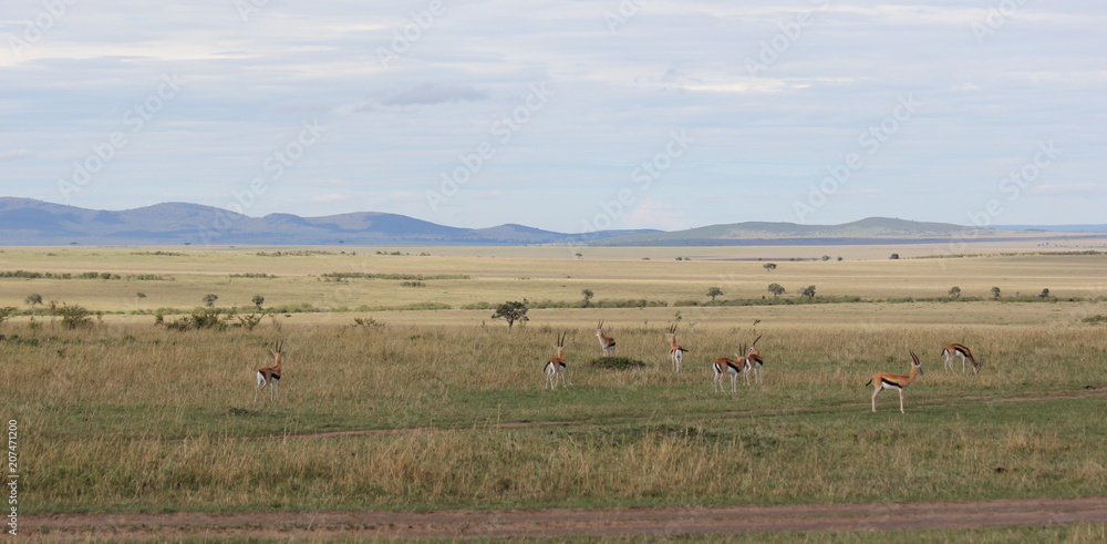 African savannah with deer