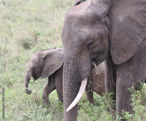 Elephant with young close to her