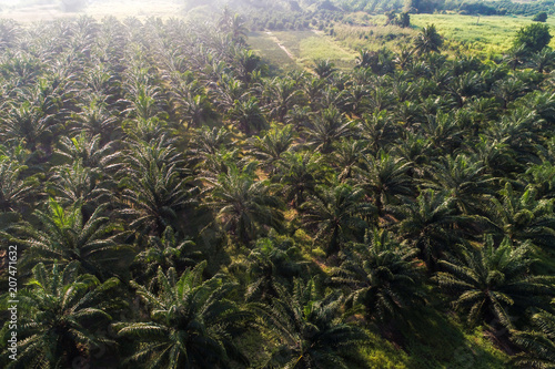 Agricultural industry oil palm tree platation