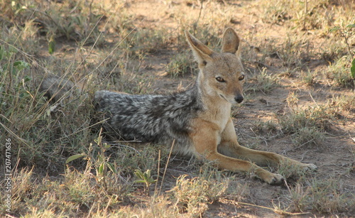 African fox laying on the ground