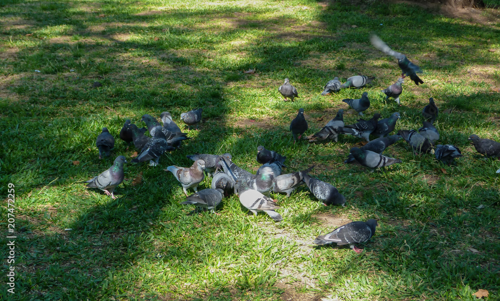 Obraz premium Pigeons at park
