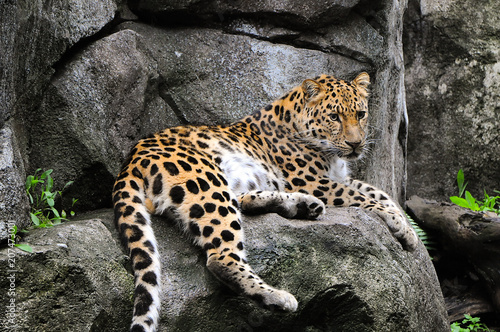 jaguar on rock