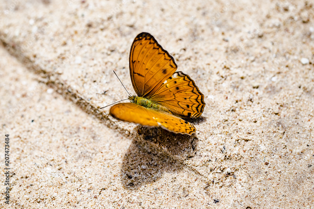 Fototapeta premium Butterflies swarm to eat minerals at Pang Sida National Park, Thailand 