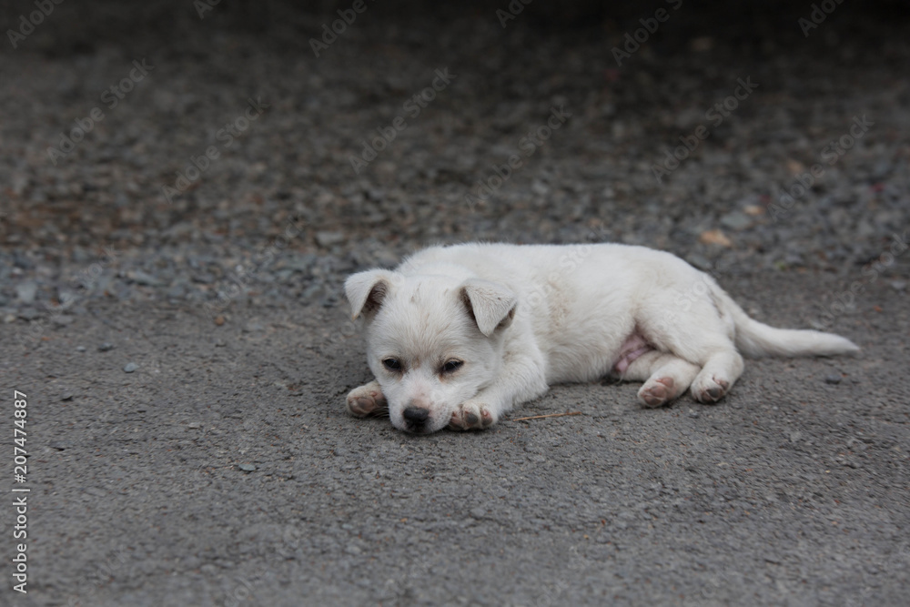 Fototapeta premium 귀여운 강아지