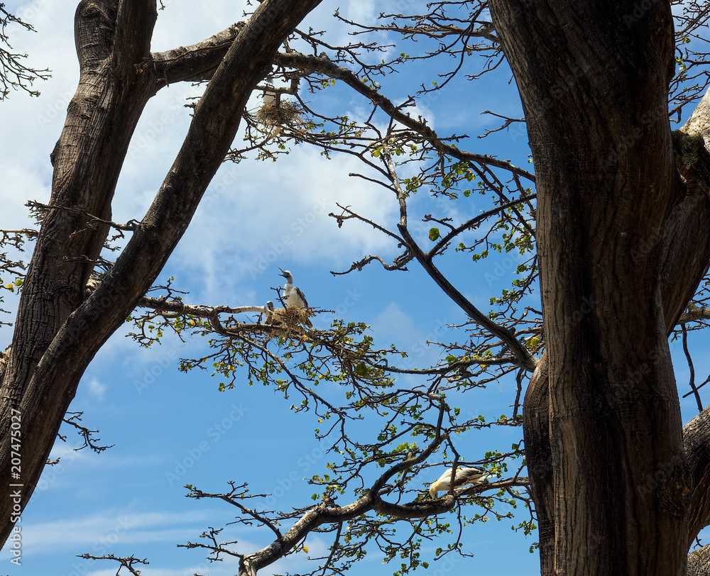 Several birds (atobas) in their nests on a tree in the island of Fernando de Noronha, Pernambuco, Brazil Several birds (atobas) in their nests on a tree in the island of Fernando de Noronha, Pernambuco, Brazil