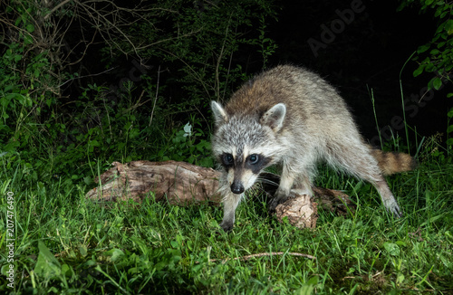 Raccoon  © Harry Collins