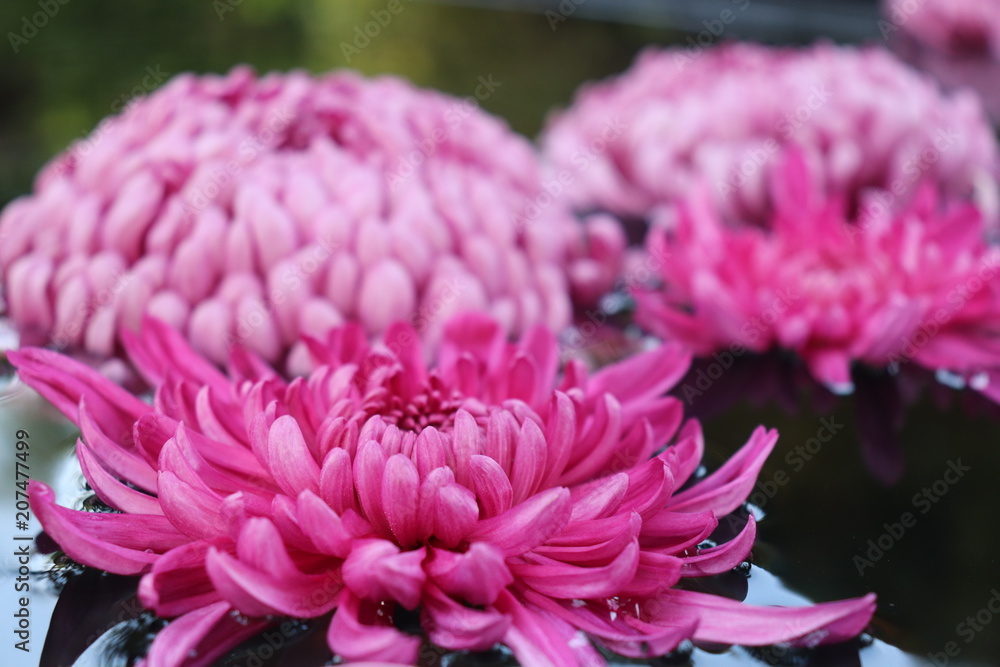 Flower Flower