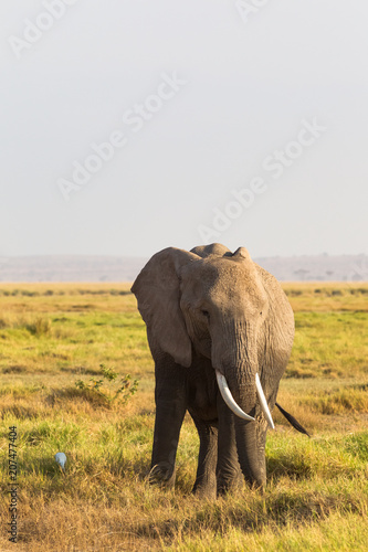Portrait of an elephant on a savannah background. Amboseli. Kenya, Africa