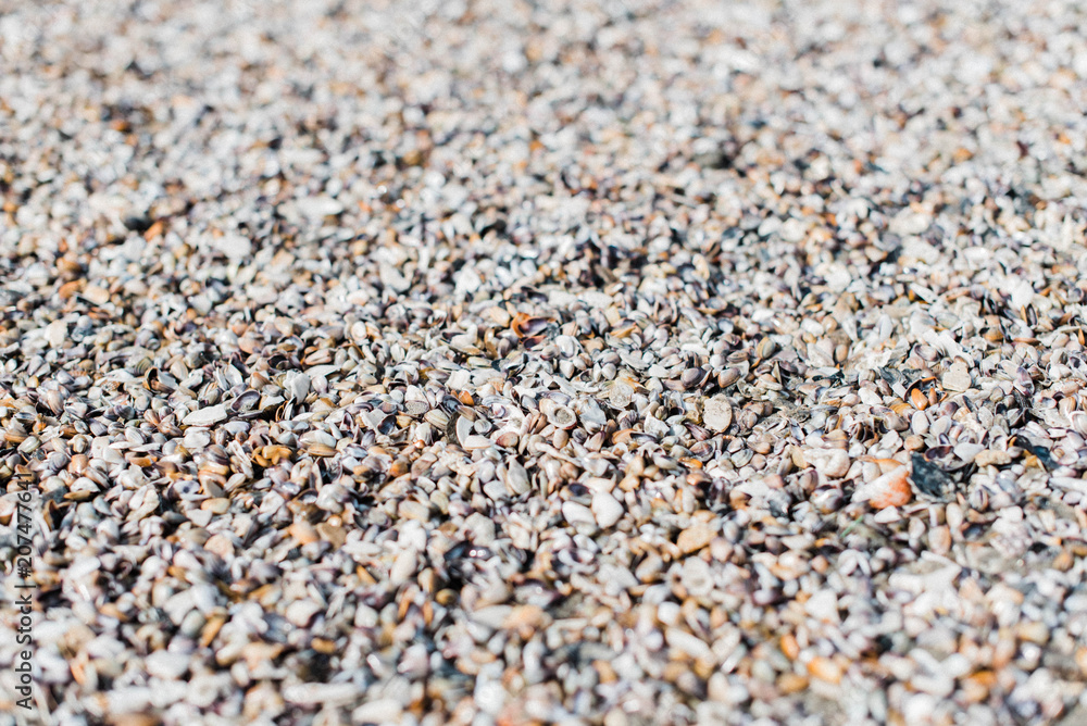 Beach Shells Beach Shells