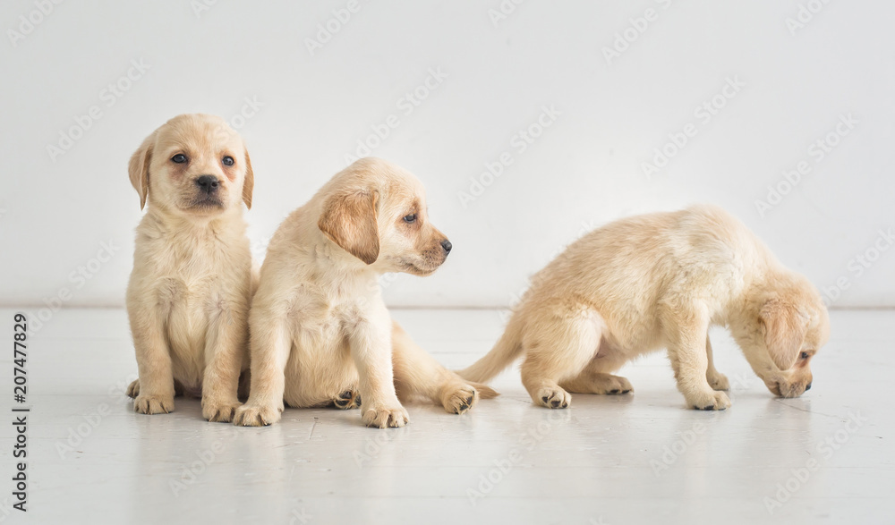 Three cute golden labrador puppies on the floor Three cute golden labrador puppies on the floor