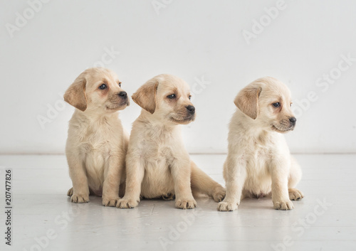 Three Golden Labrador puppies sit on the floor and look to the side