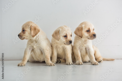 Three Golden Labrador puppies sit on the floor and look in different directions