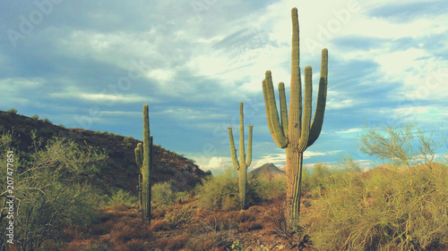 Arizona Desert & Saguaro Landscape © pixelcactus