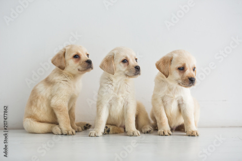 Three charming Labrador puppies of golden color sit on the floor