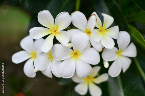 White Plumeria flower.