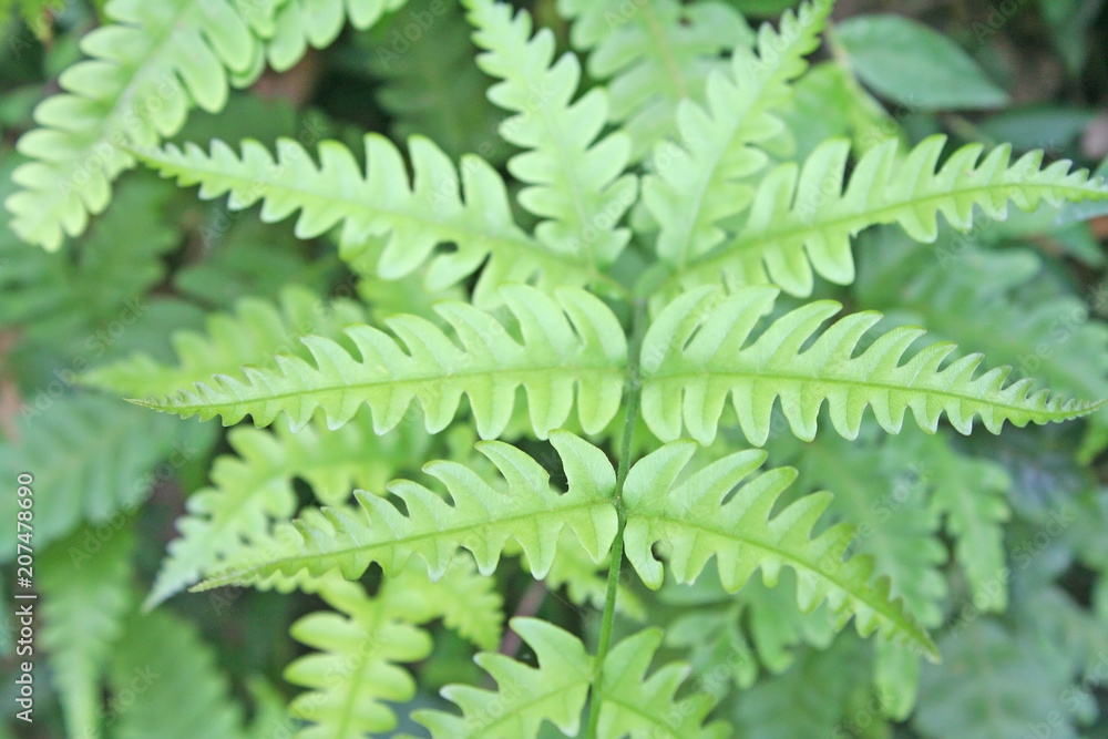 Green fern leaves around waterfall natural detail background Green fern leaves around waterfall natural detail background