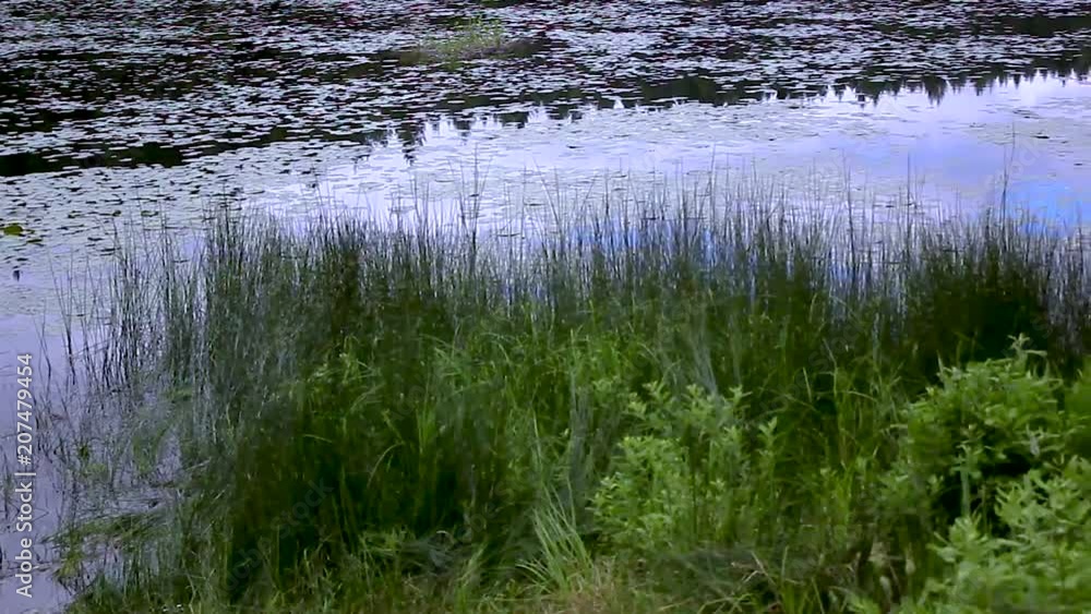 pan along grassy pond bank pan along grassy pond bank