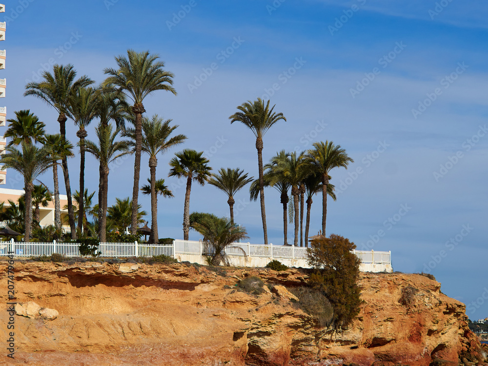 Palm coconut trees on a beautiful beach Palm coconut trees on a beautiful beach
