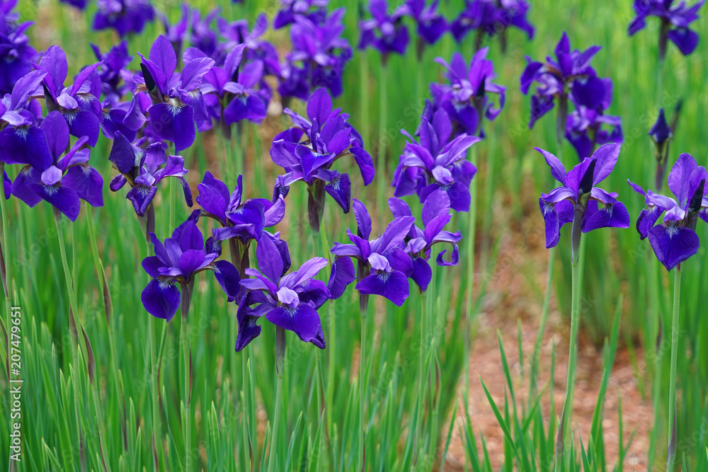 close up on fresh iris flower blooming in spring