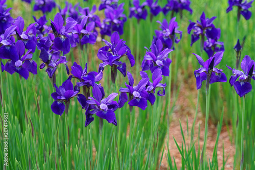 close up on fresh iris flower blooming in spring