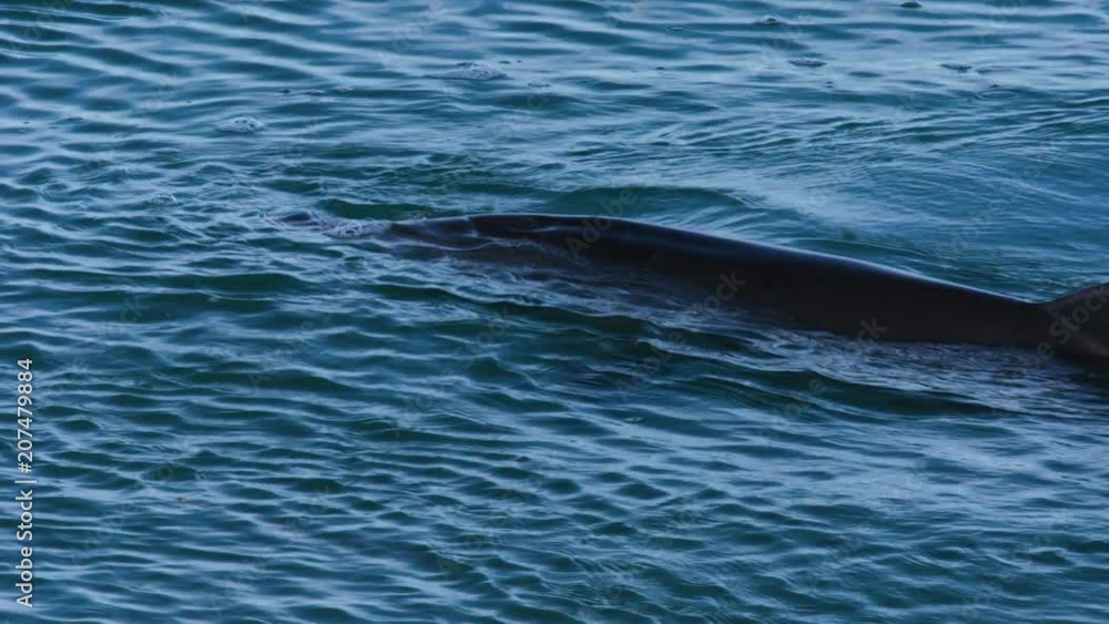 A close up shot of a dolphin in the ocean in slow motion. A close up shot of a dolphin in the ocean in slow motion.