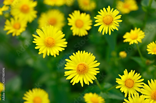 Doronicum on a flowerbed in the garden. Photographed close-up.