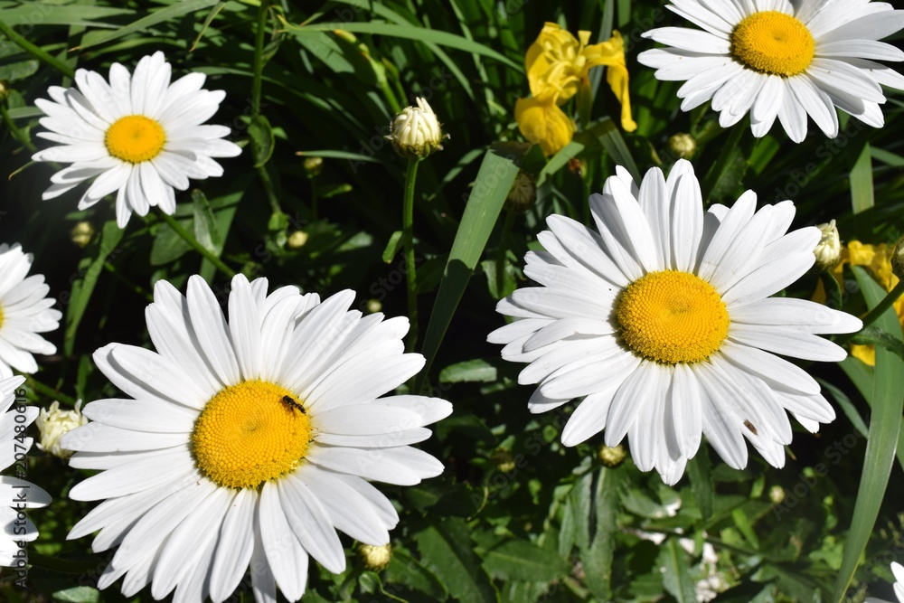 Fototapeta premium Flowering. Chamomile. Blooming chamomile field.