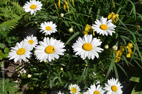 Flowering. Chamomile. Blooming chamomile field.