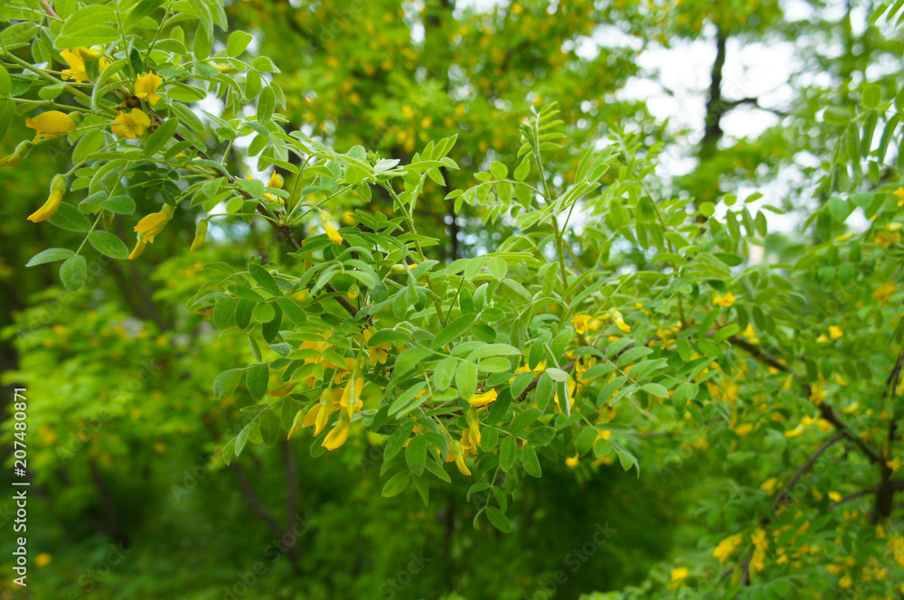 Caragana arborescens or siberian peashrub or pea-tree green shrub Caragana arborescens or siberian peashrub or pea-tree green shrub