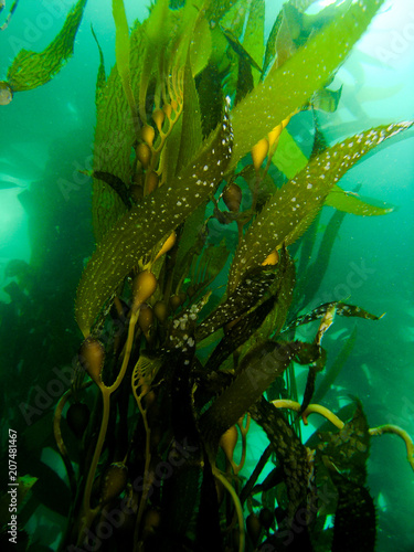 California Kelp