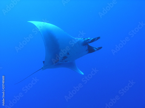 Manta Ray © Imagicom Creative