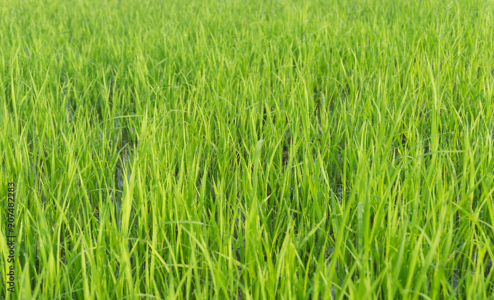 Green rice field background, Green fields, Thailand. Green rice field background, Green fields, Thailand.