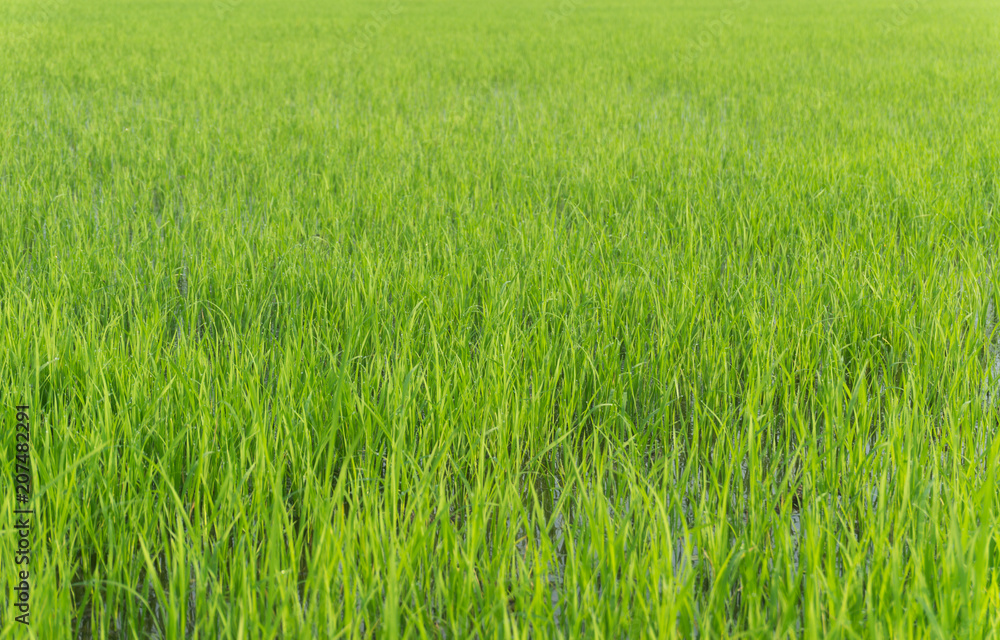 Green rice field background, Green fields, Thailand. Green rice field background, Green fields, Thailand.
