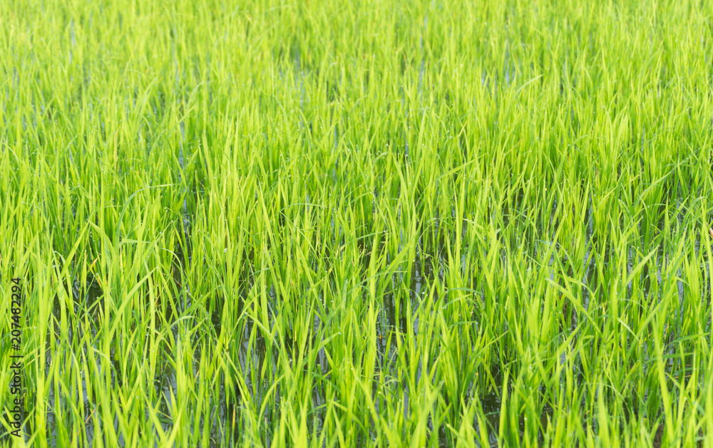 Green rice field background, Green fields, Thailand.