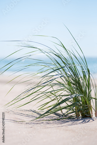 Green grass on Baltic sea beach.
