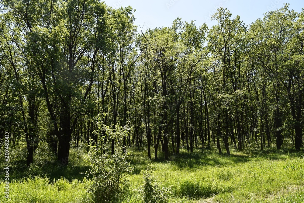Steppe trees foliage