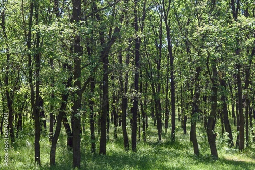 Steppe trees foliage