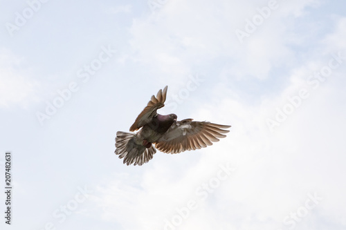 red choco feather of homing pigeon hovering wing before landing to ground