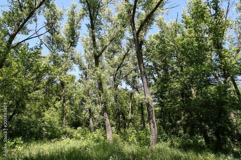 Fototapeta premium Steppe trees foliage