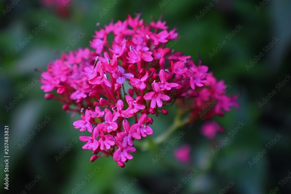 Macro view of Centranthus ruber, also called red valerian, spur valerian, kiss-me-quick, fox's brush, Devil's Beard and Jupiter's beard, which is a popular garden plant grown for its ornamental flowe Macro view of Centranthus ruber, also called red valerian, spur valerian, kiss-me-quick, fox's brush, Devil's Beard and Jupiter's beard, which is a popular garden plant grown for its ornamental flowe