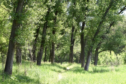 Steppe trees foliage