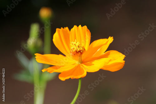 Cosmos sulphureus flower isolated