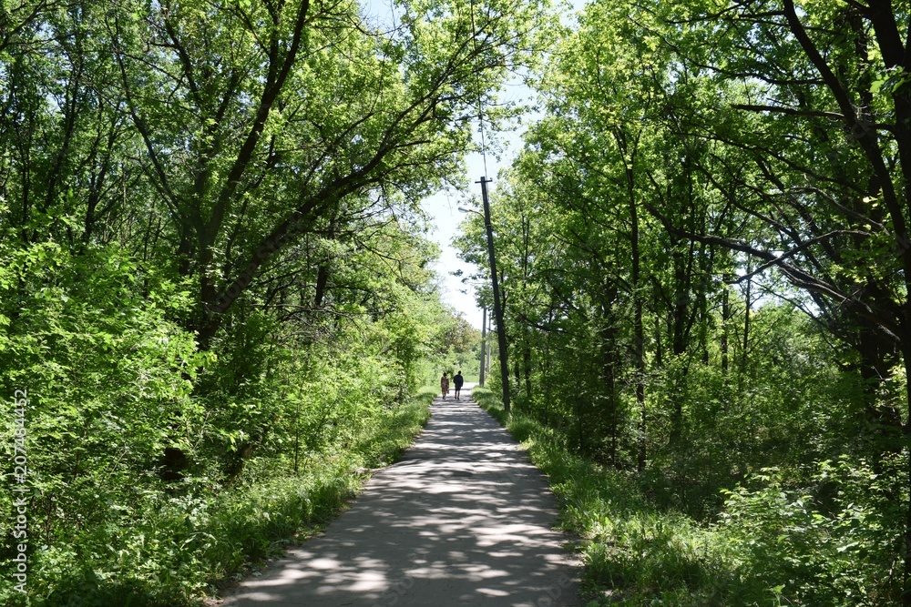 Fototapeta premium Steppe trees foliage