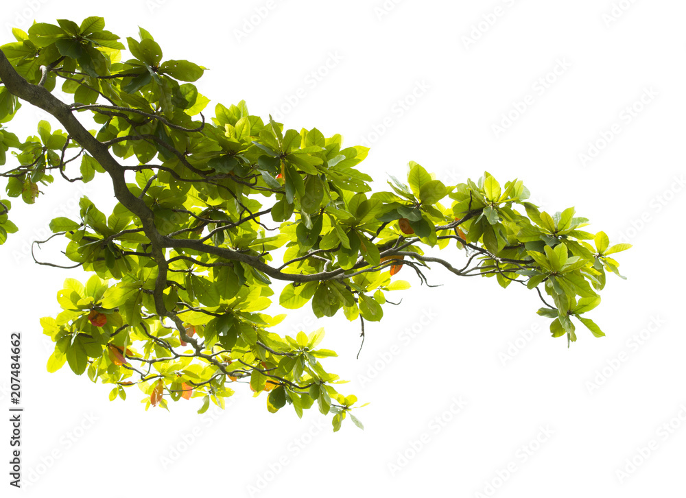 Green leaves with branch isolated on white background - obrazy, fototapety, plakaty 