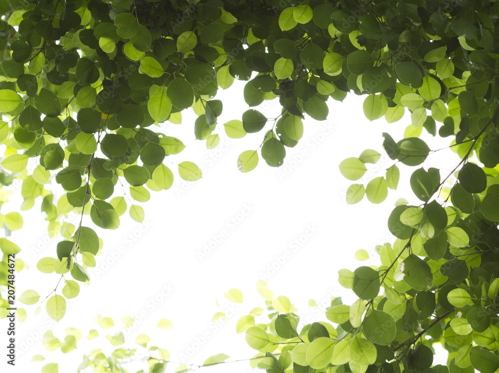 Green leaves with branch isolated on white background Green leaves with branch isolated on white background