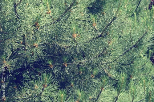 Steppe trees foliage photo