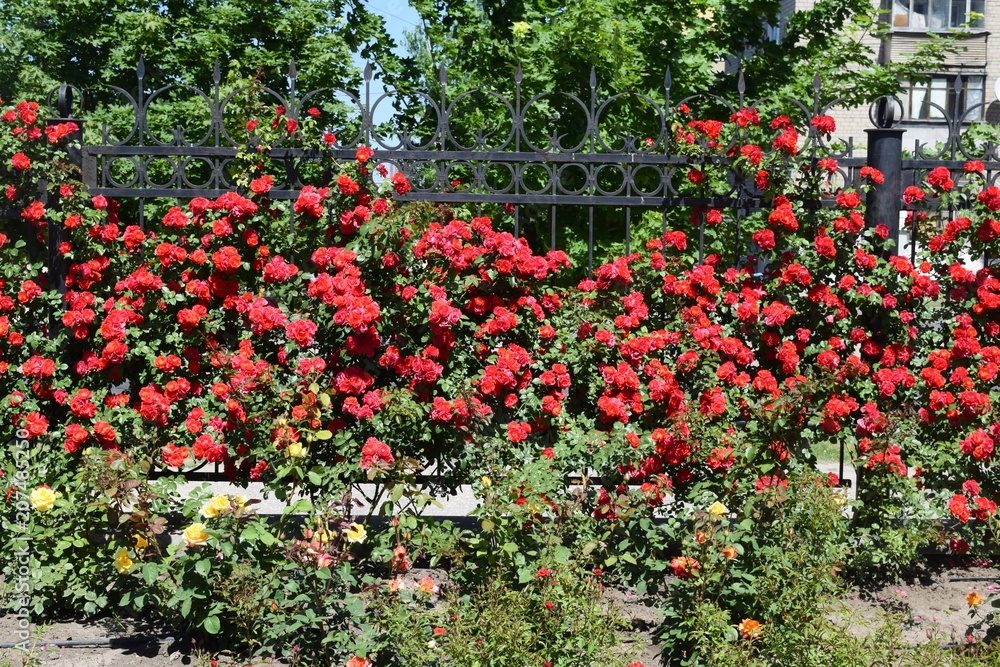 Bush of roses